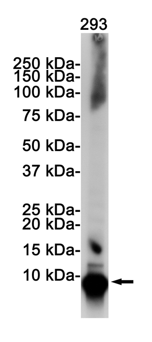 Western blot detection of Ubiquitin in 293 cell lysates using Ubiquitin Rabbit pAb(1:1000 diluted).Predicted band size:8KDa.Observed band size:8KDa.