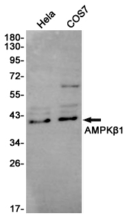 Western blot detection of AMPKβ1 in Hela,COS7 cell lysates using AMPK beta 1 Mouse mAb(1:1000 diluted).Predicted band size:38KDa.Observed band size:38KDa.