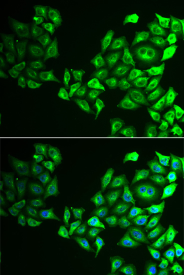 Immunofluorescence - CREB3 Polyclonal Antibody 