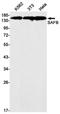 Western blot detection of SAFB in K562,3T3,Hela cell lysates using SAFB Rabbit mAb(1:1000 diluted).Predicted band size:103kDa.Observed band size:150kDa.