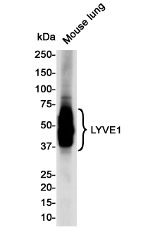 Western blot detection of LYVE1 in Mouse Lung lysates using LYVE1 Rabbit pAb(1:1000 diluted).Predicted band size:35KDa.Observed band size:35-70KDa.