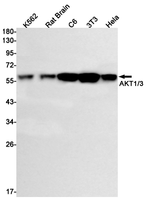 Western blot detection of AKT1/3 in K562,Rat Brain,C6,3T3,Hela cell lysates using AKT1/3 Rabbit mAb(1:1000 diluted).Predicted band size:56kDa.Observed band size:56kDa.