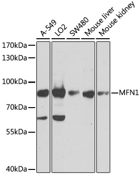 Western blot - MFN1 Polyclonal Antibody 