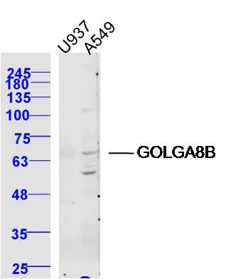 Fig2: Sample:; U937 Cell (Human) Lysate at 40 ug; A549 Cell (Human) Lysate at 40 ug; Primary: Anti- GOLGA8B at 1/300 dilution; Secondary: IRDye800CW Goat Anti-Rabbit IgG at 1/20000 dilution; Predicted band size: 67 kD; Observed band size: 67 kD
