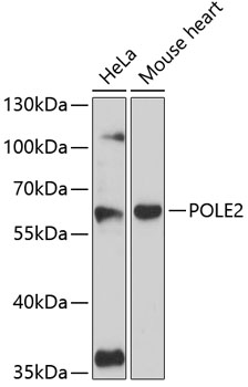 Western blot - POLE2 Polyclonal Antibody 