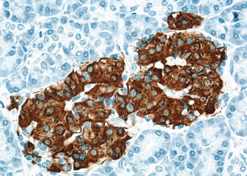 Immunohistochemical of paraffin-embedded human pancreas using Catalog No:111853(INS antibody) at dilution of 1:500 (under 40x lens)