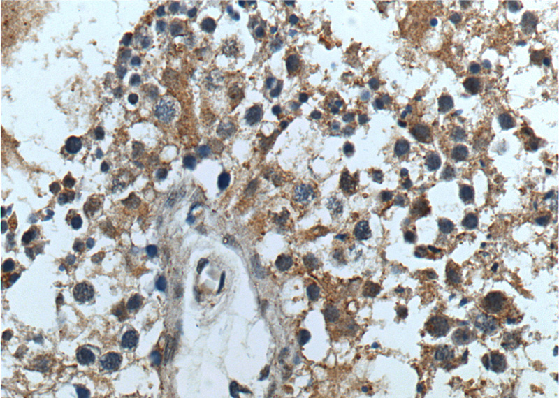 Immunohistochemistry of paraffin-embedded human testis tissue slide using Catalog No:114944(RXFP4 Antibody) at dilution of 1:200 (under 40x lens).