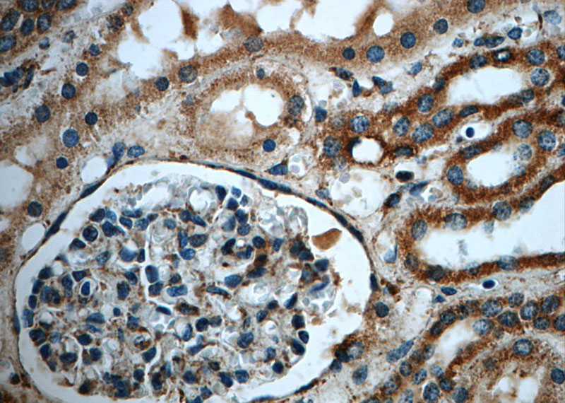 Immunohistochemistry of paraffin-embedded human kidney slide using Catalog No:112602(MGME1 Antibody) at dilution of 1:50 (under 40x lens)