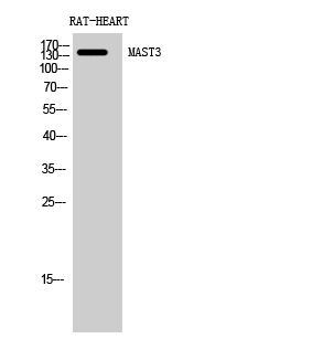 Fig1:; Western Blot analysis of RAT-HEART cells using MAST3 Polyclonal Antibody diluted at 1: 500