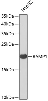 Western blot - RAMP1 Polyclonal Antibody 