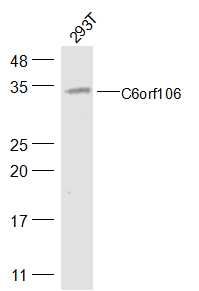 Fig1: Sample:; 293T(Human) Cell Lysate at 40 ug; Primary: Anti-C6orf106 at 1/300 dilution; Secondary: IRDye800CW Goat Anti-Rabbit IgG at 1/20000 dilution; Predicted band size: 33 kD; Observed band size: 33 kD