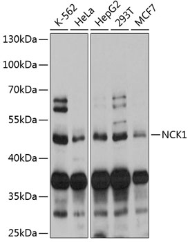 Western blot - NCK1 Polyclonal Antibody 
