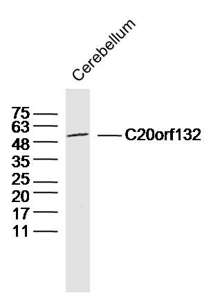 Fig2: Sample:Cerebellum (Mouse) Lysate at 40 ug; Primary: Anti-C20orf132 at 1/300 dilution; Secondary: IRDye800CW Goat Anti-Rabbit IgG at 1/20000 dilution; Predicted band size: 55kD; Observed band size: 55kD