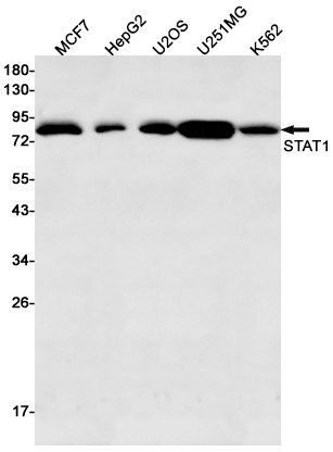 Western blot detection of STAT1 in MCF7,HepG2,U2OS,U251MG,K562 cell lysates using STAT1 Rabbit pAb(1:500 diluted).Predicted band size:87kDa.Observed band size:87kDa.