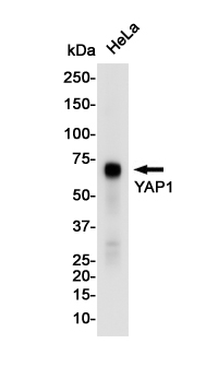 Western blot detection of YAP1 in Hela cell lysates using YAP1 Rabbit pAb(1:1000 diluted).Predicted band size:55KDa.Observed band size:65KDa.