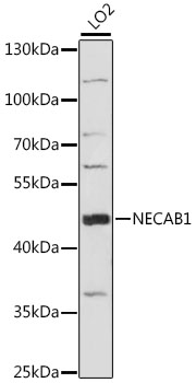 Western blot - NECAB1 Polyclonal Antibody 