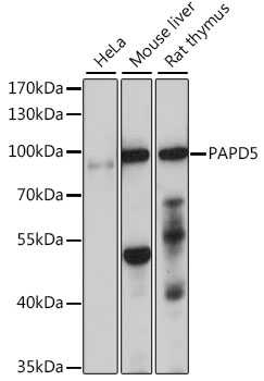 Western blot - PAPD5 Polyclonal Antibody 