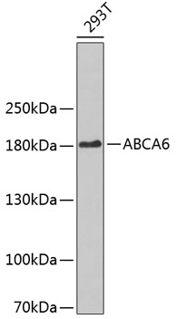 Western blot - ABCA6 Polyclonal Antibody 