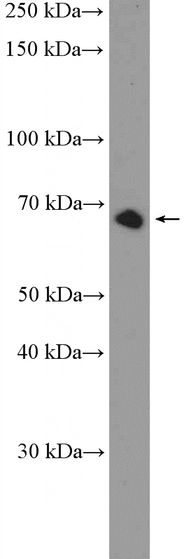 HeLa cells were subjected to SDS PAGE followed by western blot with Catalog No:110461(FAM116B Antibody) at dilution of 1:600