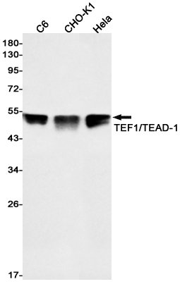 Western blot detection of TEF1/TEAD-1 in C6,CHO-K1,Hela cell lysates using TEF1/TEAD-1 Rabbit mAb(1:1000 diluted).Predicted band size:48kDa.Observed band size:48kDa.