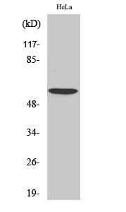 Fig1:; Western Blot analysis of various cells using USP30 Polyclonal Antibody. Secondary antibody（catalog#: HA1001) was diluted at 1:20000