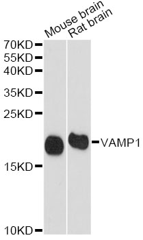 Western blot - VAMP1 Polyclonal Antibody 
