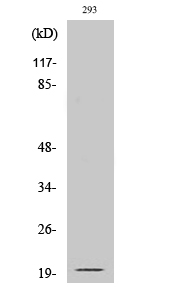 Fig1:; Western Blot analysis of various cells using Cleaved-Ephrin-A2 (N188) Polyclonal Antibody
