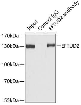 Immunofluorescence - EFTUD2 Polyclonal Antibody 
