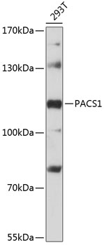 Western blot - PACS1 Polyclonal Antibody 