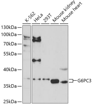Western blot - G6PC3 Polyclonal Antibody 