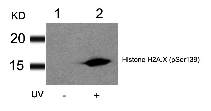 Western blot analysis of extracts from HT29 cells untreated (lane 1) or treated with UV (lane 2) using Histone H2A.X (Phospho-Ser139) Antibody .