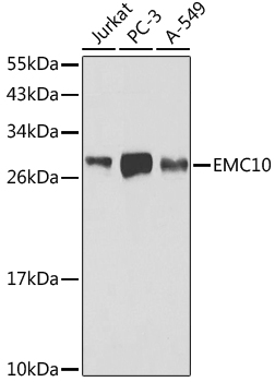 Western blot - EMC10 Polyclonal Antibody 