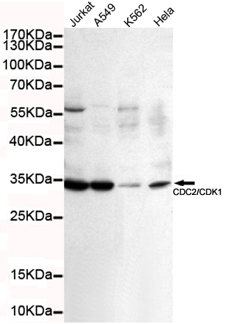 Western blot detection of CDC2/CDK1 in K562,A549,Jurkat and Hela cell lysates using CDC2/CDK1 mouse mAb (1:100 diluted).Predicted band size: 34KDa.Observed band size: 34KDa.