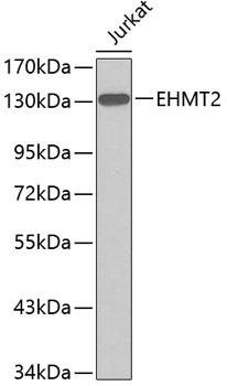 Western blot - EHMT2 Polyclonal Antibody 