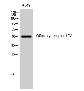 Fig1:; Western Blot analysis of A549 cells using Olfactory receptor 10V1 Polyclonal Antibody