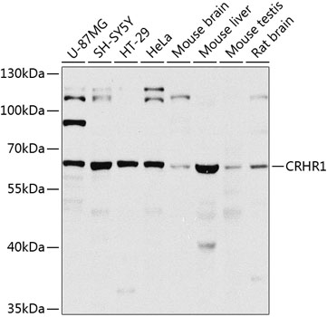 Western blot - CRHR1 Polyclonal Antibody 
