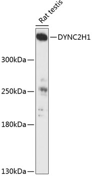 Western blot - DYNC2H1 Polyclonal Antibody 