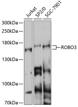 Western blot - ROBO3 Polyclonal Antibody 
