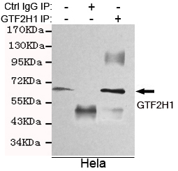 Immunoprecipitation analysis of Hela cell lysates using GTF2H1 mouse mAb.
