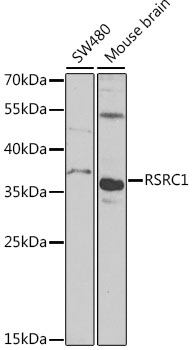 Western blot - RSRC1 Polyclonal Antibody 