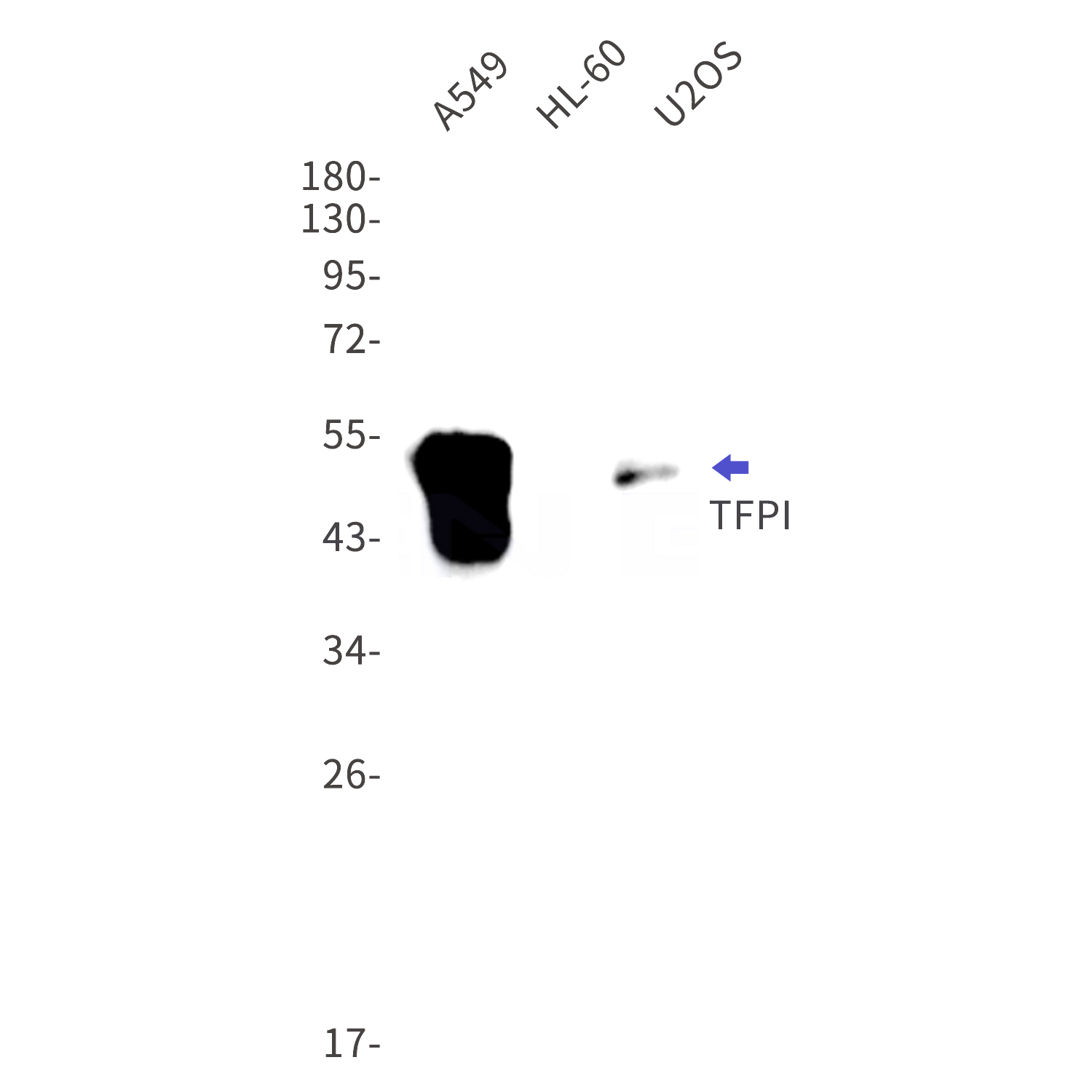 Western blot detection of TFPI in A549,HL-60,U2OS cell lysates using TFPI Rabbit mAb(1:1000 diluted).Predicted band size:35kDa.Observed band size:40-55kDa.