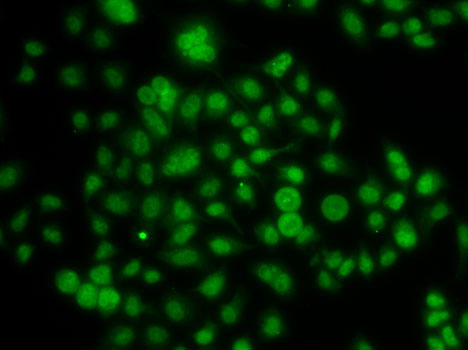 Immunofluorescence - ATOH7 Polyclonal Antibody 