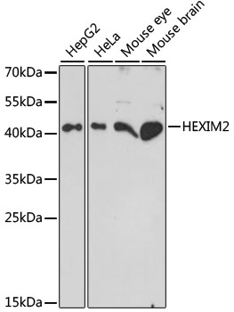 Western blot - HEXIM2 Polyclonal Antibody 