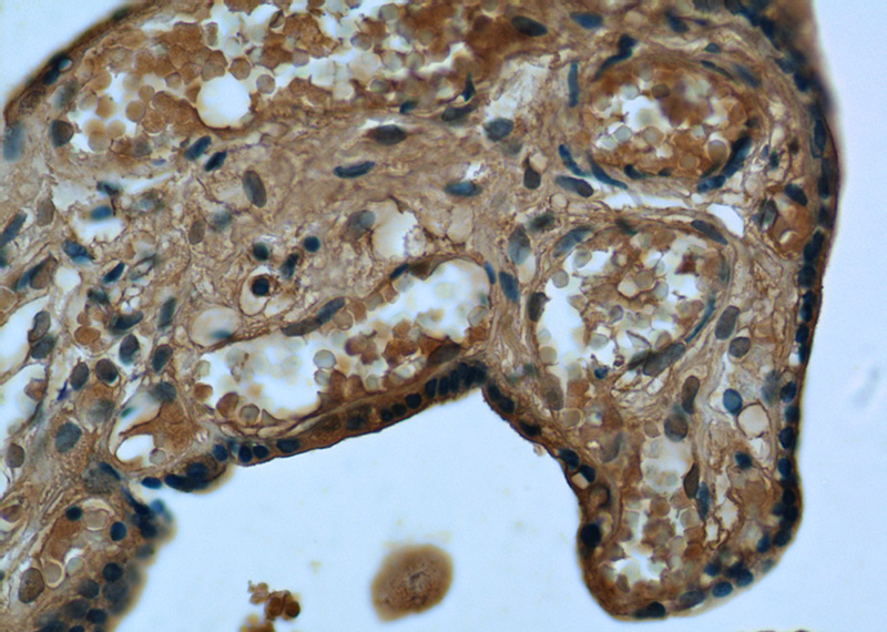 Immunohistochemistry of paraffin-embedded human placenta tissue slide using Catalog No:114915(RPS7 Antibody) at dilution of 1:50 (under 40x lens)