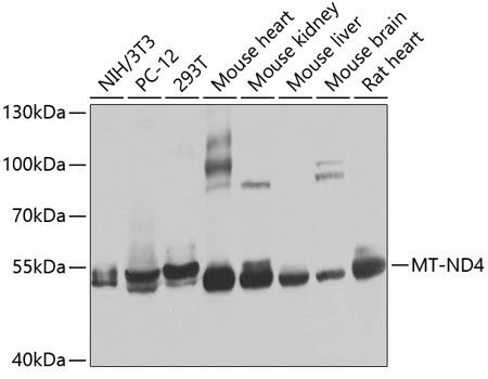 Western blot - MT-ND4 Polyclonal Antibody 