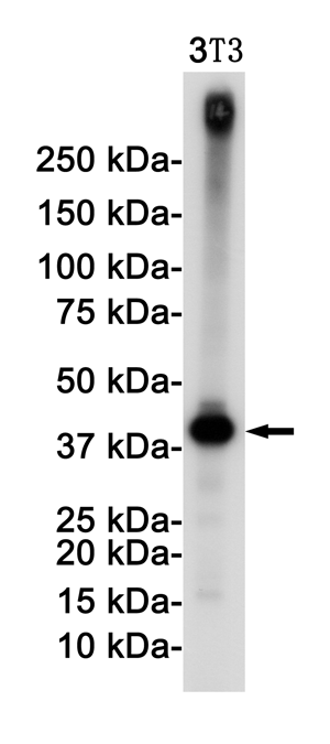 Western blot detection of c-Jun in 3T3 cell lysates using c-Jun Rabbit pAb(1:1000 diluted).Predicted band size:36KDa.Observed band size:48,43KDa.