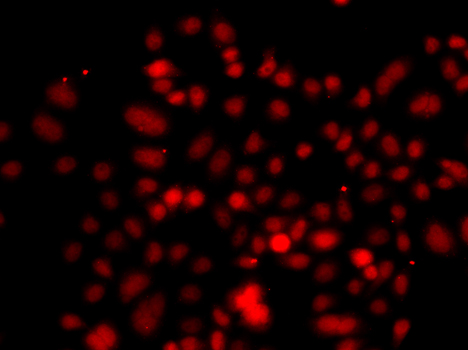 Immunofluorescence - RRAGC Polyclonal Antibody 