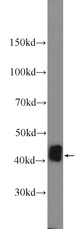 mouse colon tissue were subjected to SDS PAGE followed by western blot with Catalog No:111606(IDH3G Antibody) at dilution of 1:1000