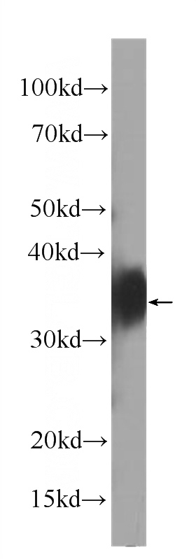 HeLa cells were subjected to SDS PAGE followed by western blot with Catalog No:107223(FOLR1 Antibody) at dilution of 1:1000