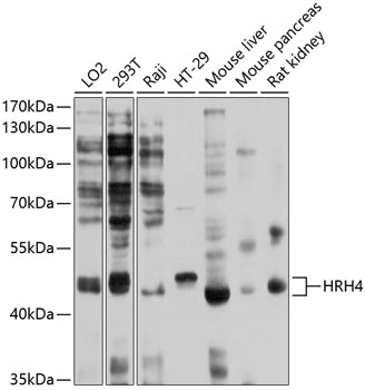 Western blot - HRH4 Polyclonal Antibody 